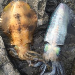 アオリイカ、がんがんきてました